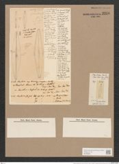 Frustulia rhomboides (Ehr.) De-Toni (de-Toni-Nr.: Genus 19, Species 1159) Zeichnungen Sammlung Grunow Nr. 2256 (NHMW-BOT-W0369361)